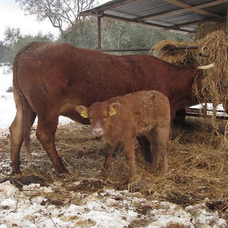 Fattoria Di Maiano ξενώνας Φιέζολε Εξωτερικό φωτογραφία
