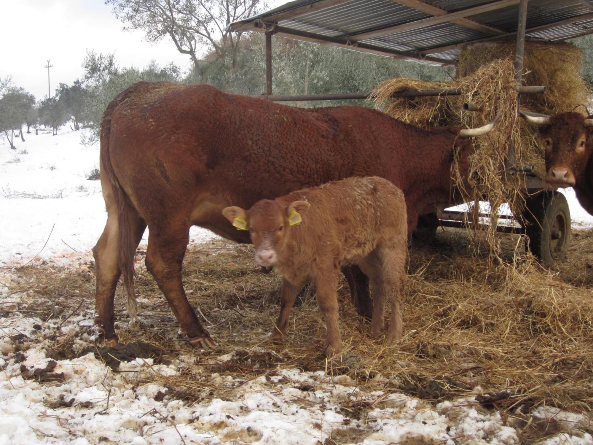Fattoria Di Maiano ξενώνας Φιέζολε Εξωτερικό φωτογραφία
