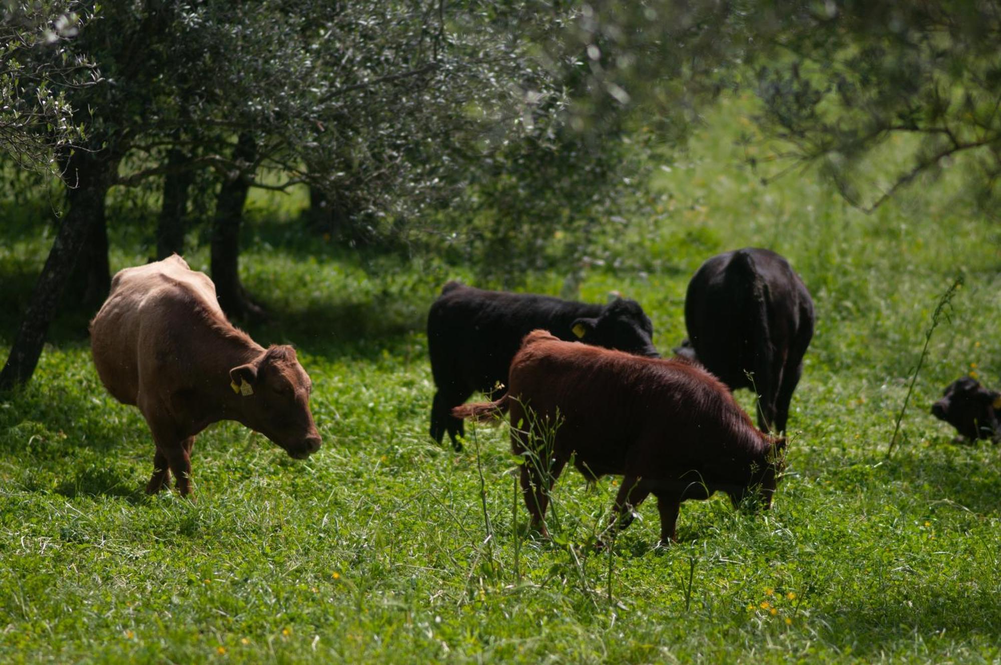 Fattoria Di Maiano ξενώνας Φιέζολε Εξωτερικό φωτογραφία